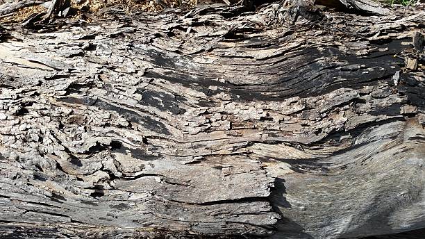 Corteccia in legno - foto stock