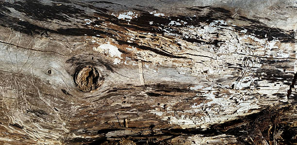 Corteccia in legno - foto stock