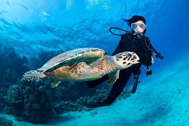 istock Red Sea cutie 502702363