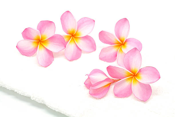 핑크 plumeria, 타월 - relaxation bali spa treatment frangipani 뉴스 사진 이미지