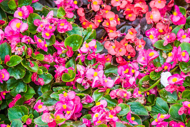 istock Spring residential garden flowers. 502702935