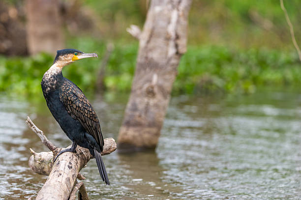 cormorant A cormorant on a tree trunk. phalacrocorax africanus stock pictures, royalty-free photos & images