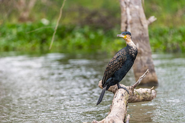 cormorant A cormorant on a tree trunk phalacrocorax africanus stock pictures, royalty-free photos & images