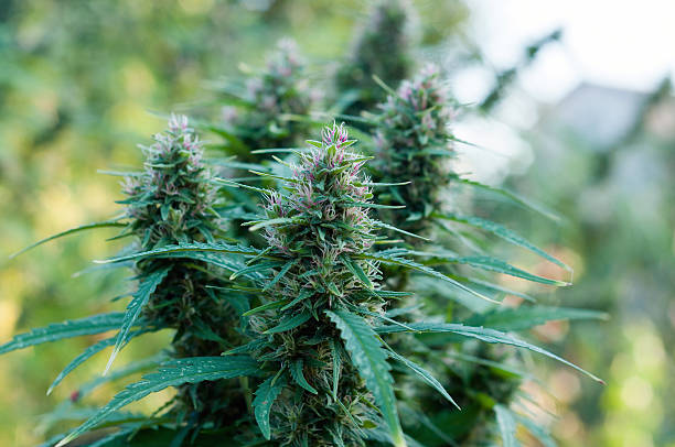istock cannabis plant close up 502703744