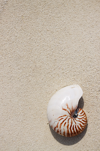 Nautilus shell on the beach