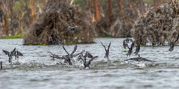 Cormorants make a departure A group of cormorants take off. phalacrocorax africanus stock pictures, royalty-free photos & images