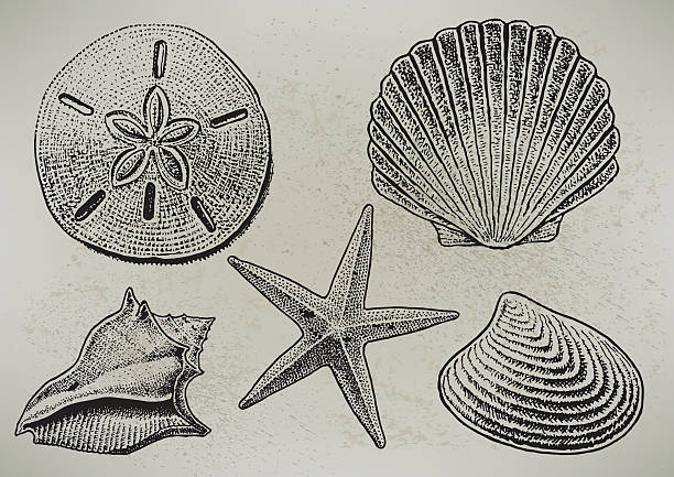 sea shells - sarmal deniz kabuğu illüstrasyonlar stock illustrations