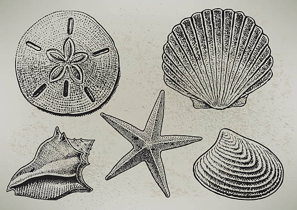 Sea Shells Pen and ink illustrations of various sea shells. Use with or without the background, just add type. Check out my "Nautical & Beach" light box for more. collection clam stock illustrations
