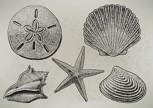 Vector illustration of Sea Shells