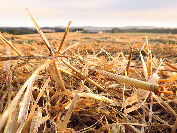 Stubble field Stubble field in the sunset field stubble stock pictures, royalty-free photos & images