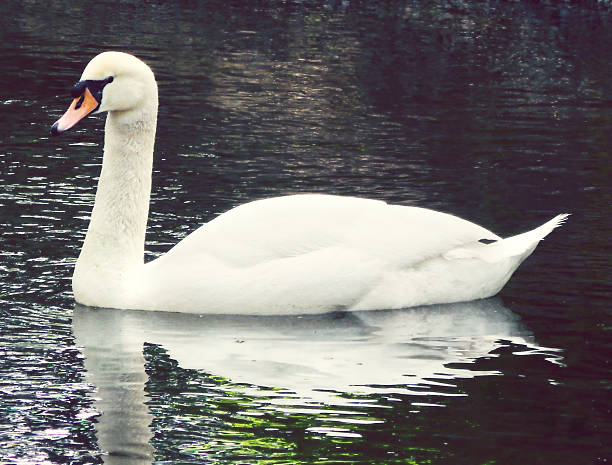 istock White swan swimming in water 502704335
