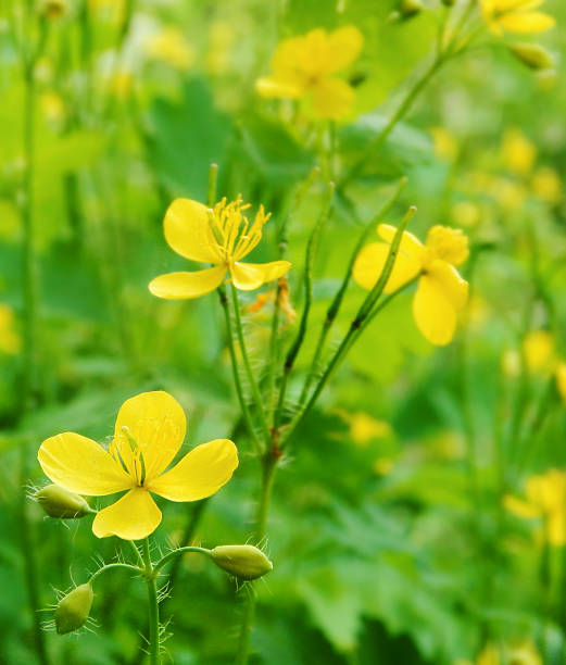 istock Yellow flower celandine closeup 502704351
