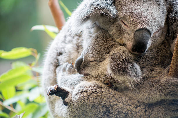 Mother and joey koala cuddling Mother and baby joey koalas asleep cuddling sleeping koala bear stock pictures, royalty-free photos & images
