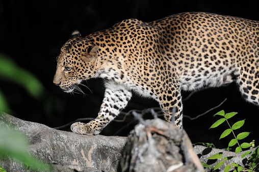 A close up shot of an African Leopard