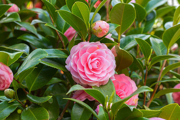 Cтоковое фото Розовая Камелия сасанква цветок с зелеными листьями