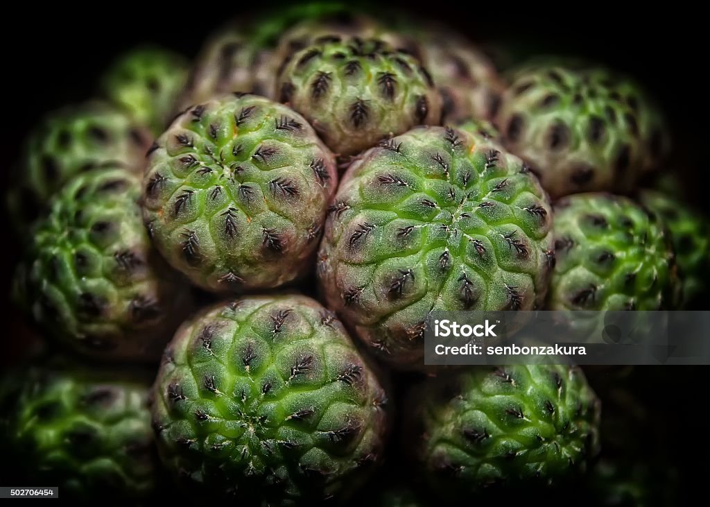 cactus a cactus plant 2015 Stock Photo