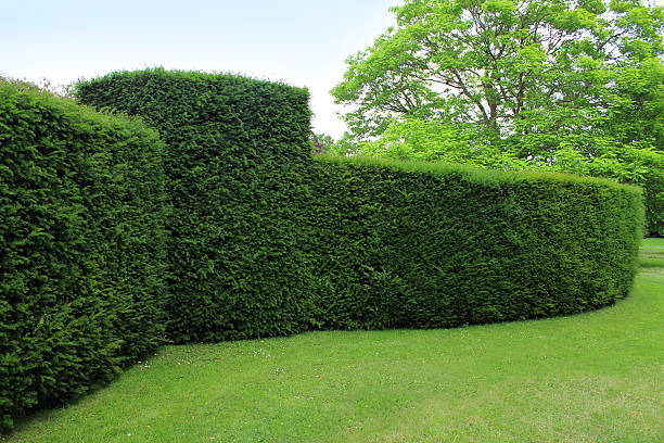 Clipped English yew hedge image / formal topiary garden (taxus baccata) stock photo