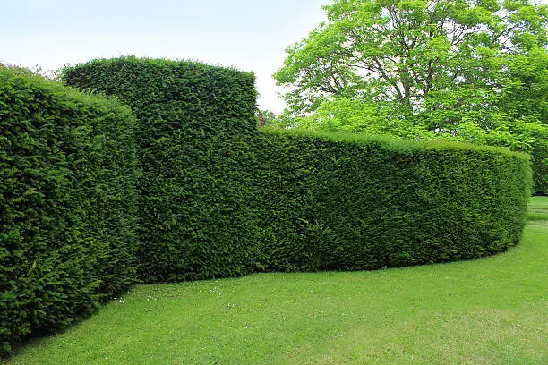 Photo showing a large and rather curving clipped English yew hedge, which is part of a formal topiary garden.  The Latin name for this variety of common yew is: Taxus baccata.