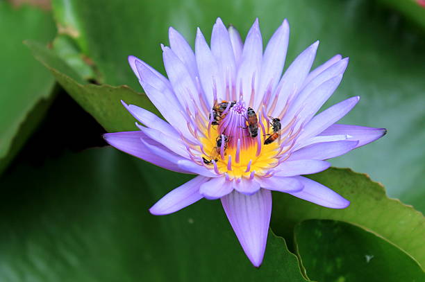 istock Bees with beautiful lotus 502706736