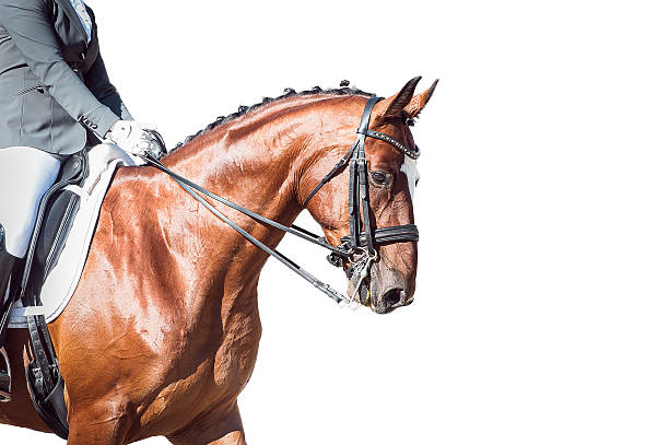 istock Bay horse: dressage - with clipping path 502706950