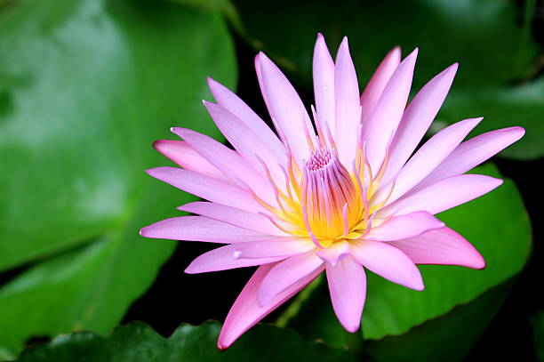 istock Beautiful blooming pink lotus 502706972