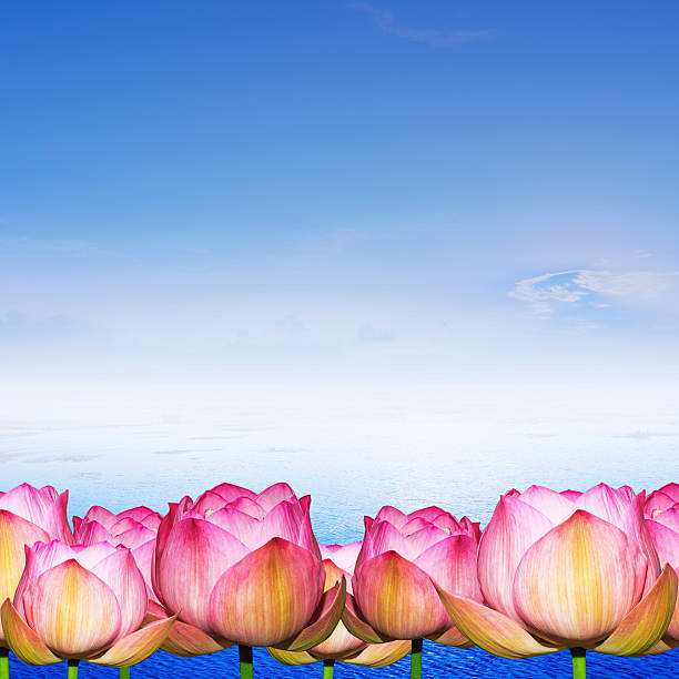 istock Water Lily on water and blue sky background 502707011