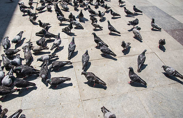 istock Pigeons are eating 502707037
