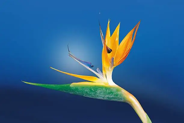 a photo of birds of paradise flower