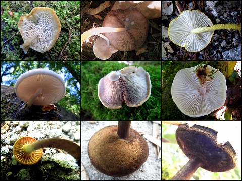 Collage of ventral surface of Mushrooms showing various types of Gills