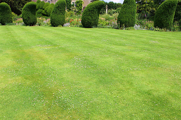 istock Image of green lawn with stripes, clipped topiary yew trees 502707997
