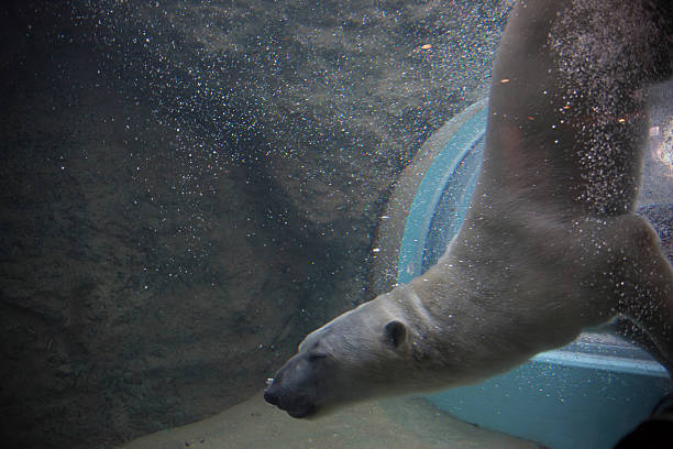 istock Polar bear diving into water 502708041