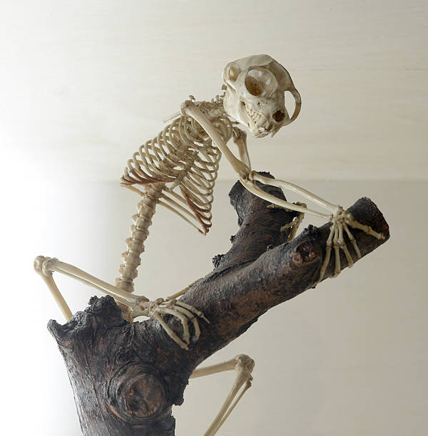 primate bone skeleton stock photo