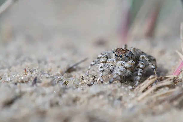 Photo of Jumping Spider, Yllenus arenarius