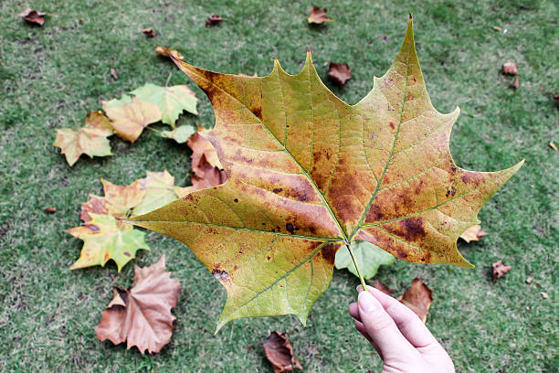 istock holding a fallen leaves in hand 502709304