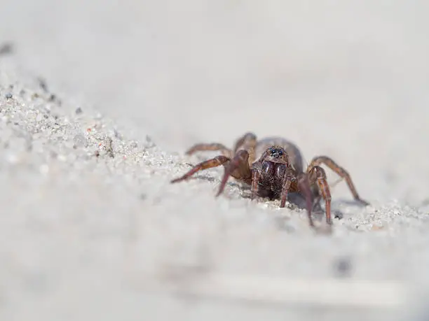 Photo of Spider, Trochosa terricola