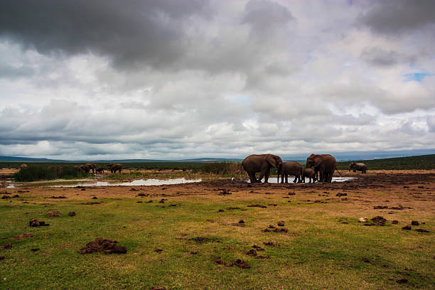 A group of African Elephants (Loxodonta africana) near a watering hole in Addo National Park, South Africa