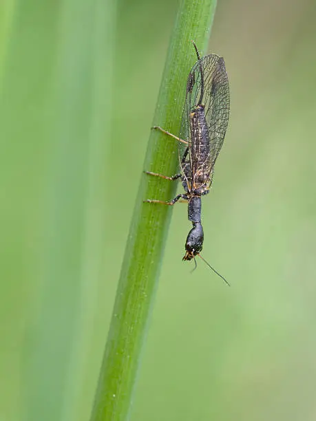 Photo of Snakefly (Phaeostigma noted)