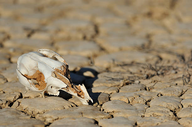 istock Kangaroo bone in the Desert, Outback Australia 502709730