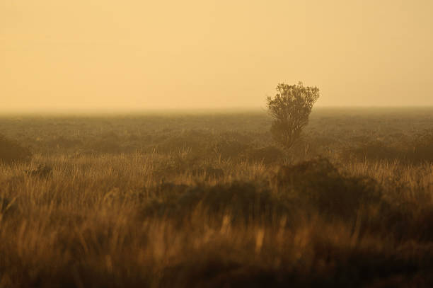 istock Sunset landscape, Outback Australia, 502709760