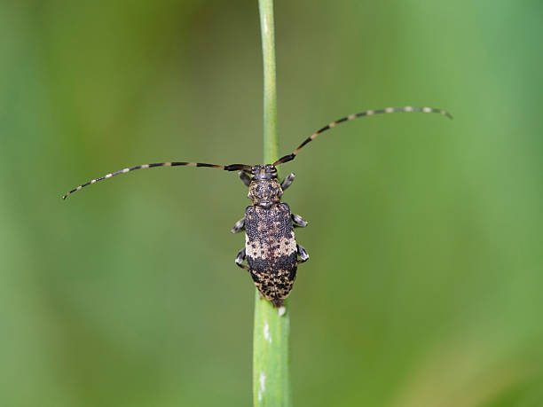 istock Longhorn beetle, Leiopus nebulosus 502709782
