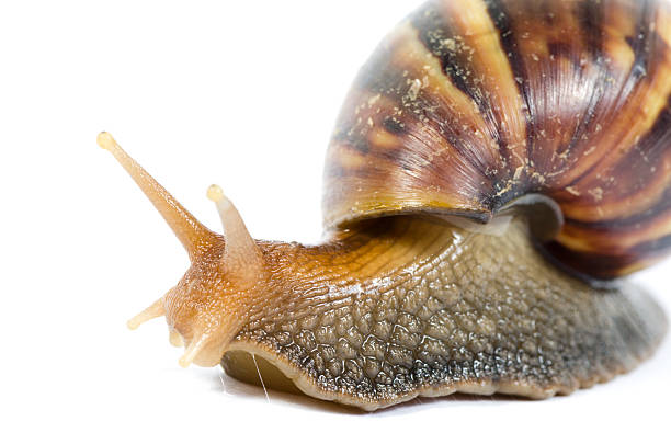 istock Giant African snails isolated on white with clipping path 502709799