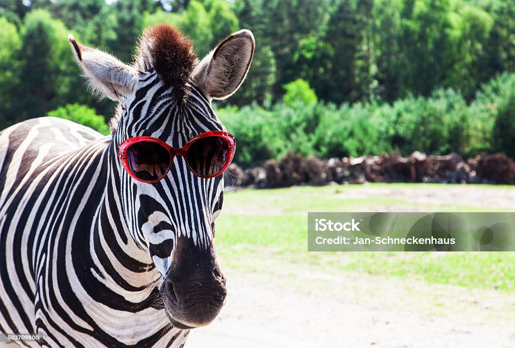 Lustiger zebra mit Sonnenbrille - Lizenzfrei Zebra Stock-Foto