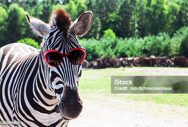 Lustiger Zebra Mit Sonnenbrille Stockfoto und mehr Bilder von Zebra - Zebra, Humor, Zoo