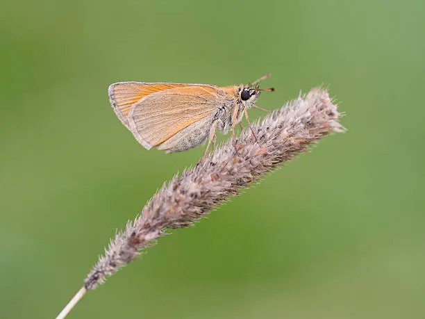 Photo of Small skipper (Thymelicus sylvestris)