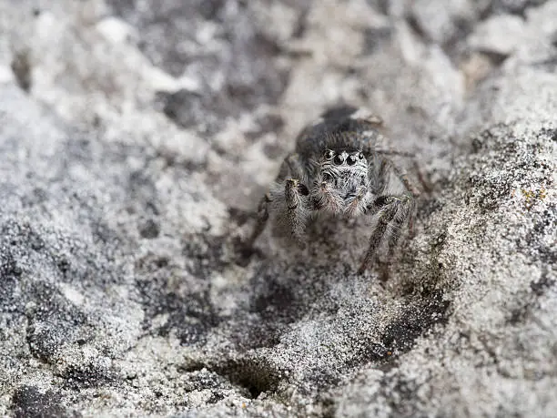 Photo of Jumping Spider, Philaeus chrysops