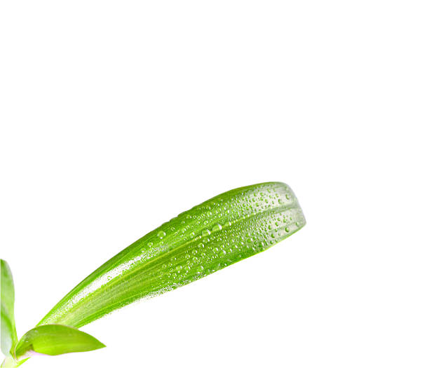 Green plant with dew drops isolated