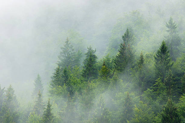 77,400+ Pine Trees Fog Stock Photos, Pictures & Royalty-Free Images ...
