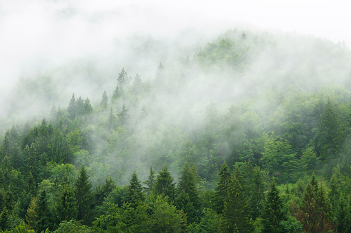 Clouds and mist moving over the pine tree forest in the Zgornje Jezersko valley in Slovenia during a springtime day in the  Kamnik–Savinja Alps.