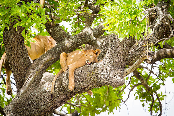 istock African lion rests in a tree really hot day 502710306