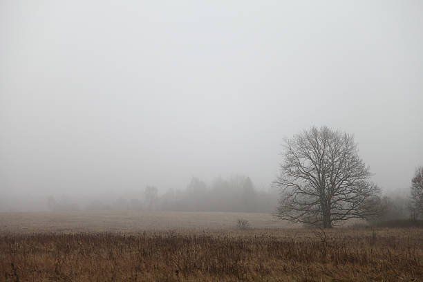istock Rural landscape with oak 502710602